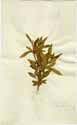 Solanum pseudocapsicum L., framsida