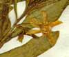 Solanum pseudocapsicum L., blomställning x6