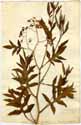 Solanum quercifolium L., front
