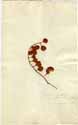 Solanum scandens L., framsida