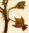 Solanum sodomeum L., blomställning x8