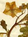 Solanum sodomeum L., flower x4