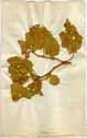 Solanum tomentosum L., framsida