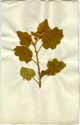 Solanum tomentosum L., front
