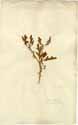 Solanum trilobatum L., framsida