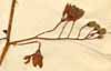 Solanum trilobatum L., blomställning x4