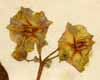 Solanum tuberosum L., flowers x4