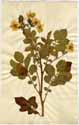 Solanum tuberosum L., framsida