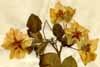 Solanum tuberosum L., flower x3