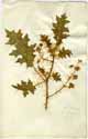 Solanum virginianum L., front