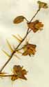 Solanum virginianum L., blomställning x4