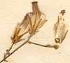 Sonchus tataricum L., inflorescens x8