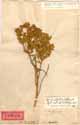 Sophora biflora L., front