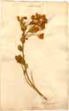 Sophora biflora L., front