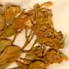 Sophora biflora L., inflorescens x5