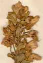 Sophora biflora L., blomställning x5