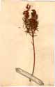 Sophora genistoides L., front