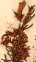 Sophora genistoides L., inflorescens x8
