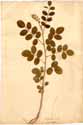 Sophora heptaphylla L., framsida