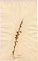 Spartium angulatum L., front