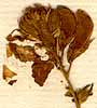 Spartium complicatum L., blomställning x8