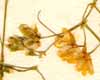 Spergula pentandra L., blomställning x8