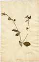 Spermacoce latifolia Aubl., front
