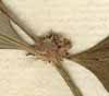 Spermacoce latifolia Aubl., blommor x8