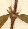 Spermacoce tenuior L., inflorescens x8