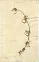 Spermacoce verticillata L., framsida