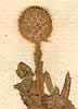 Sphaeranthus africanus L., blomställning x8