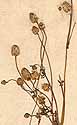 Spilanthes uliginosa Sw., blomställning