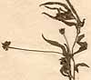 Spilanthes urens Jacq., blomställning