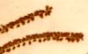 Spiraea aruncus, blomställning x8