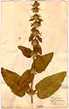 Stachys alpina L., framsida