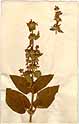 Stachys alpina L., framsida