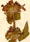 Stachys alpina L., inflorescens x8