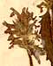 Stachys cretica L., flowers x8