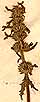 Stachys cretica L., blomställning x4