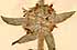Stachys germanica L., blommor x8