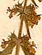 Stachys palustris L., inflorescens x8