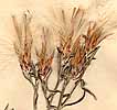 Staehelina dubia L., blomställning x8