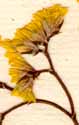Statice aurea L., inflorescens x8