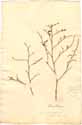Statice cylindrifolia L., framsida