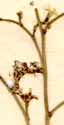 Statice cylindrifolia L., blomställning x8