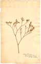 Statice latifolia L., framsida