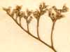Statice latifolia L., inflorescens x6