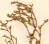Statice latifolia L., blomställning x6
