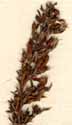 Statice linifolia L., inflorescens x8