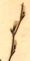 Statice sp., inflorescens x8